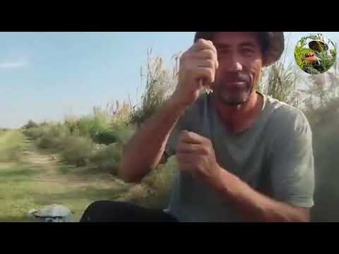 Видео: Baliq ovi. Sentyabr. Ovimiz zor buldi.#баликови #fishing #рыбалка #telegram 