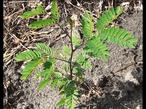 Видео: Обзор питомника медоносов.