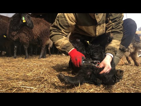 Видео: Кастрация баранчиков эластатором.