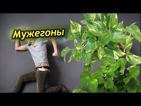 Видео: Цветы – мужегоны. Правда или нет? Как выглядят мужегоны.