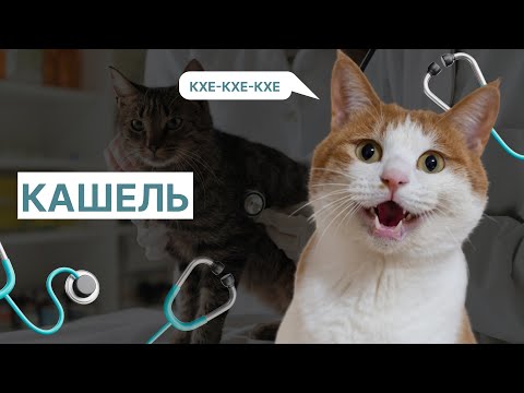 Видео: Подробная видео-лекция о причинах и лечении кашля у кошек