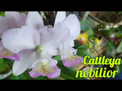 Видео: Cattleya nobilior. сезонное цветение.