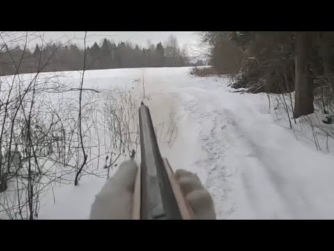 Видео: ТРУДОВАЯ ОХОТА С ГОНЧИМИ! НАЙДА УМНИЦА, ОТРАБОТАЛА НА ВСЕ 100%