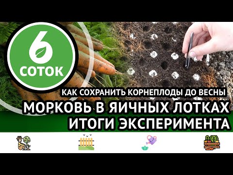 Видео: Как сохранить корнеплоды до весны. Морковь в яичных лотках- итоги эксперимента. 6 соток 03.10.2022