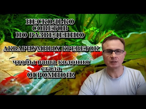 Видео: НЕСКОЛЬКО СОВЕТОВ ПО РАЗВЕДЕНИЮ АКВАРИУМНЫХ КРЕВЕТОК чтобы ваша колония стала ОГРОМНОЙ!