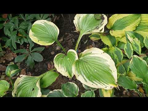 Видео: 🍀ХОСТИ, БРУНЕРИ, МЕДУНИЦІ - КОРОЛЕВИ ТІНЬОВИХ КВІТНИКІВ.🍀