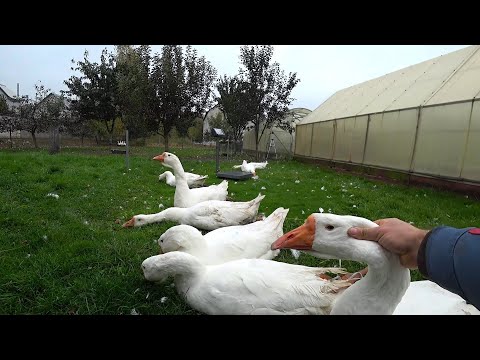 Видео: Отбор гусей на племя Определяем пол по клоаке