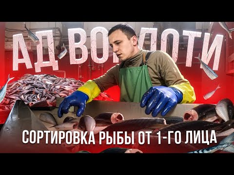 Видео: Хочешь работать в море ? Посмотри это видео полностью! Сортировка рыбы Производство БГ