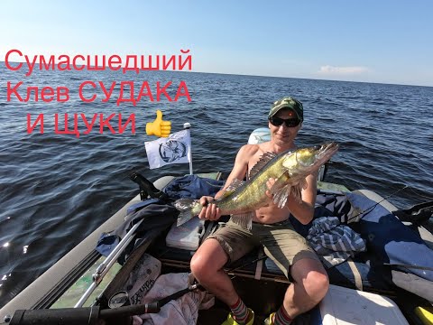 Видео: Сумашедший клёв Судака и Щучек. Ладога. Сясьстрой. #рыбалка #судак #щука #троллинг #ладога