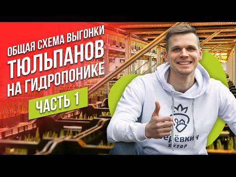 Видео: Выгонка тюльпанов на гидропонике. Укоренение луковиц тюльпанов.