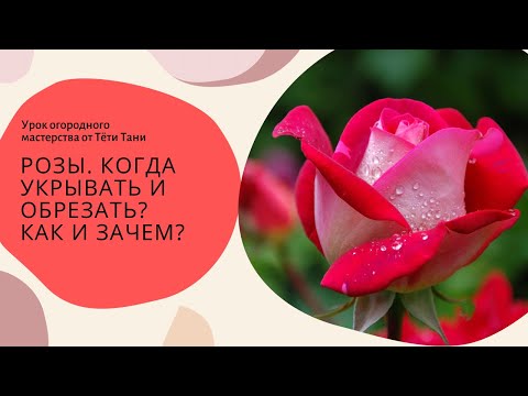 Видео: Розы. Они выдерживают до t-19... Так когда обрезать и когда укрывать и чем?