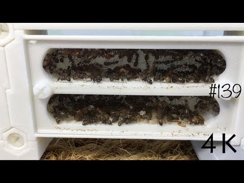 Видео: 🐜 10 минут кайфа. Муравьи и скорпион в 4k 🐜