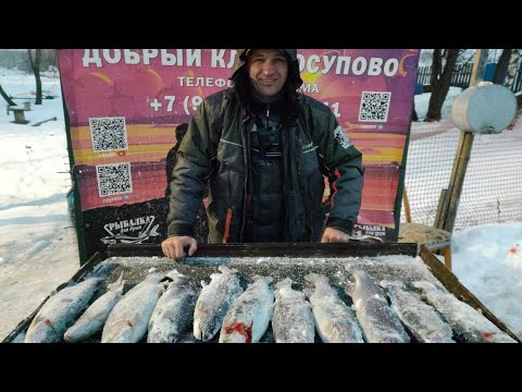 Видео: ЗА ФОРЕЛЬЮ В "ДОБРЫЙ КЛЁВ" (ЮСУПОВО) ОТЛИЧНЫЙ УЛОВ☝️👍