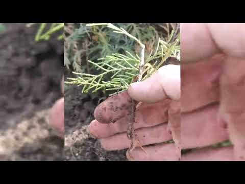 Видео: Деякі висновки по ялівцю скайрокет.добавляю місце під дорощення