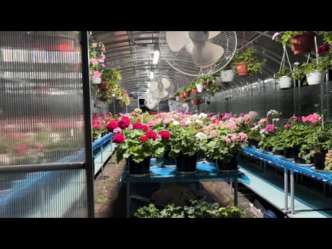 Видео: Ночной обзор цветущих пеларгоний. Часть вторая. 21.06.2025