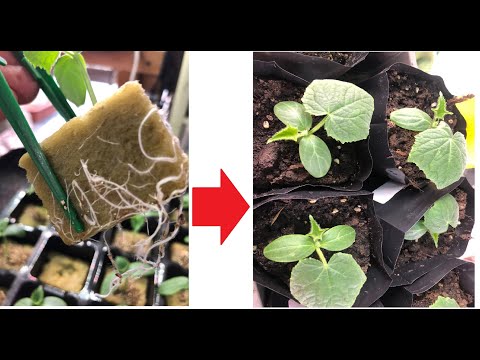 Видео: ИДЕАЛЬНЫЙ СПОСОБ ПОСЕВА ОГУРЦОВ на рассаду! ЖАЛЕЮ, что РАНЬШЕ ТАК НЕ СЕЯЛА СЕМЕНА ОГУРЦОВ!