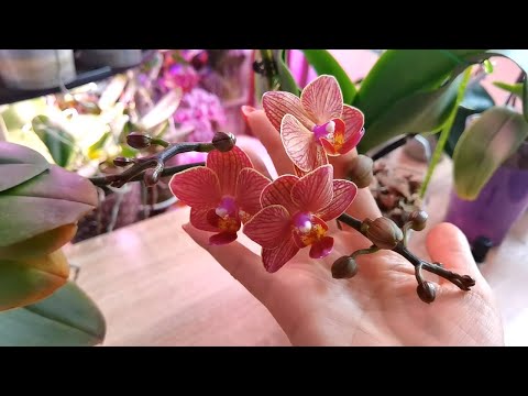 Видео: "Заставляю" орхидеи цвести. Расскажу как. Орхидеи Летнего цветения #орхидеи #цветениеорхидей