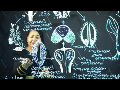 Видео: Споралы өсімдіктердің тіршілік циклі. 3 бөлім. 8 сынып.