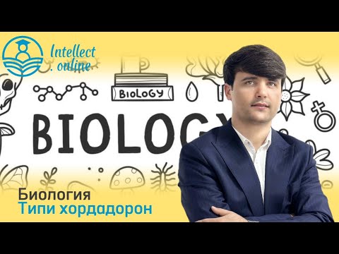 Видео: Биология | Типи хордадорон | Зоология қисми 2