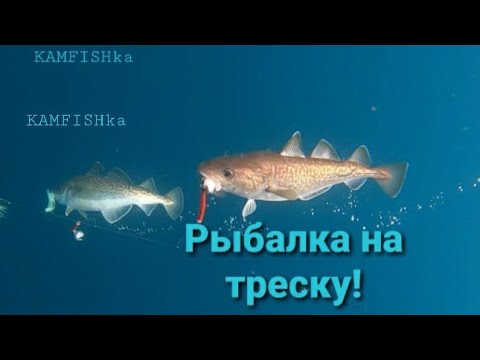 Видео: Рыбалка на Камчатке,Треска