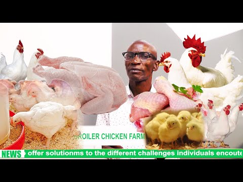 Видео: СТАНЬТЕ МИЛЛИОНЕРОМ НА БРОЙЛЕРНЫХ ПОРОДАХ ЦЫПЛЯТ В КОРОТКИЕ СРОКИ НА ДЕШЕВЫХ СИСТЕМАХ КОРМЛЕНИЯ