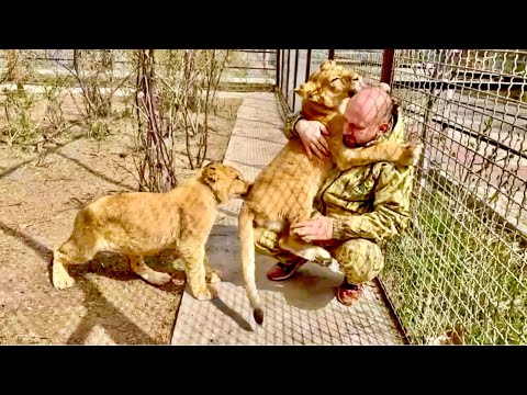 Видео: Моя любимая львица Сараби просто КИНУЛАСЬ НА МЕНЯ, когда я пришел ее проведать!