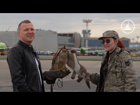 Видео: IT'S DME / В ГОСТЯХ У ОРНИТОЛОГОВ / ПЕРНАТЫЕ СОТРУДНИКИ АЭРОПОРТА ДОМОДЕДОВО