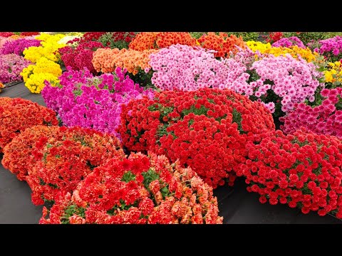 Видео: ПОРА ОБРЕЗАТЬ ХРИЗАНТЕМУ. КАК БУДУТ ЗИМОВАТЬ МОИ МАТОЧНИКИ.