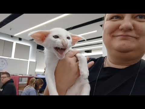 Видео: Выставка кошек в Перми. 26 октября 2025 г.