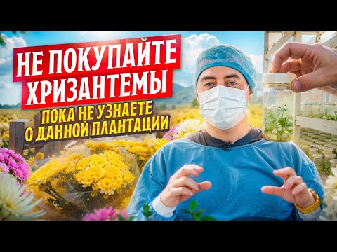 Видео: Плантация выращивает цветы в лаборатории | Плантация Yasa | Колумбия | Цветы оптом