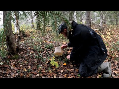 Видео: Находка под деревом