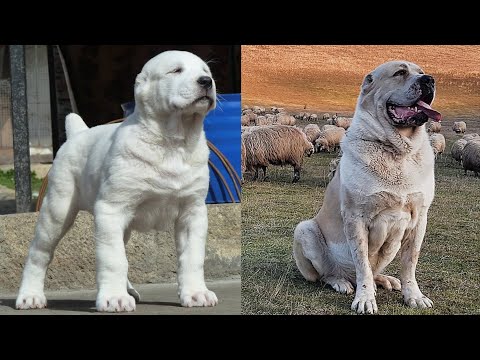 Видео: #Алабай#волкадаф Азиянын арстандары Алабай