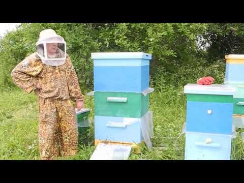 Видео: Пчеловодство в Ленинградской области