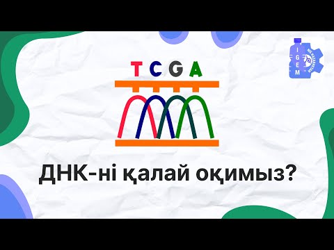 Видео: Сэнгер  әдісі