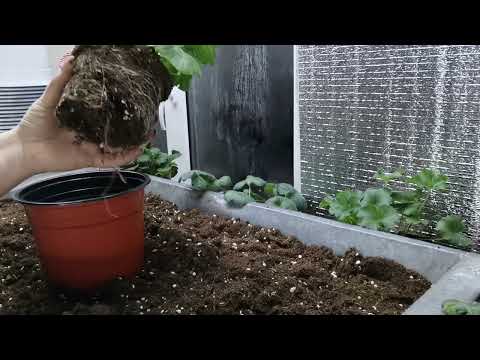 Видео: Пересадка пеларгонии (мои новинки) на ПМЖ.