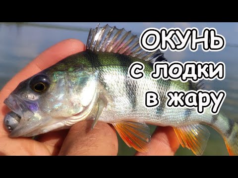 Видео: Окунь на джиг в жару с лодки в траве и на глубине