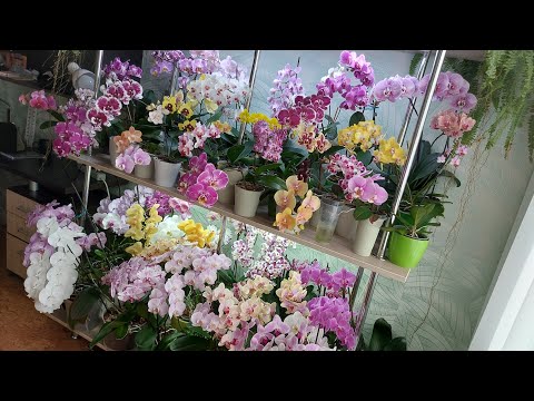 Видео: Пышное цветение ОРХИДЕЙ в марте 2024