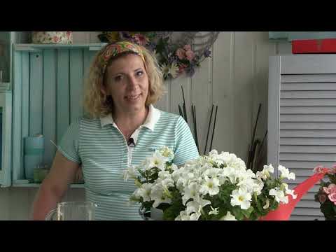 Видео: Фитофтороза не будет!!! Дачные сезоны с Мариной Рыкалиной19.06.19.