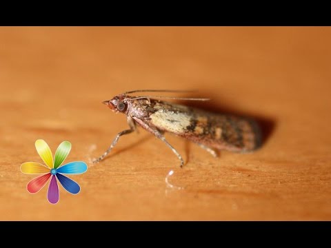 Видео: Как избавиться от моли - Все буде добре - Выпуск 534 - 20.01.15 - Все будет хорошо