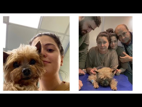 Видео: Лютика больше с нами нет. Влог одного дня *16 июля*