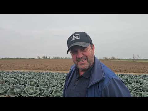 Видео: 15 ноября 2024 г. Капуста сорт Агрессор жолтон. Акорт,