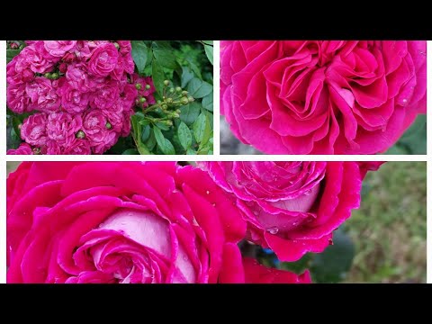 Видео: Укорінення троянд. Швидко та просто ! Результат чудовий !