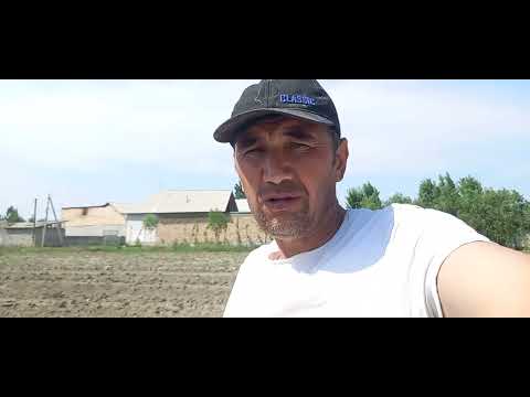 Видео: Ковун хумлаш жараёни.