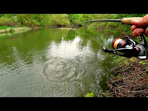 Видео: РУКИ ДРОЖАТ ОТ ТАКИХ РЫБ. ОНИ ПРУТ КАК ПАРОВОЗЫ. Рыбалка на спиннинг