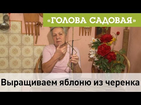 Видео: Голова садовая - Выращиваем яблоню из черенка