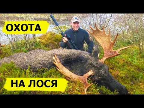 Видео: Охота на лося в Норвегии. Охотничьи приключения в Норвегии / NORDIC WILD HUNTER (Охотник и рыболов)