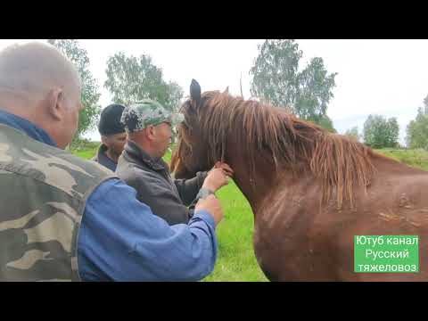 Видео: Что стало с Балансом от укуса клеща.