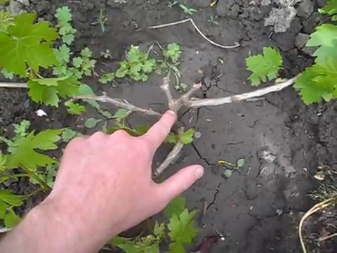 Видео: Как сформировать куст винограда на 2 год развития