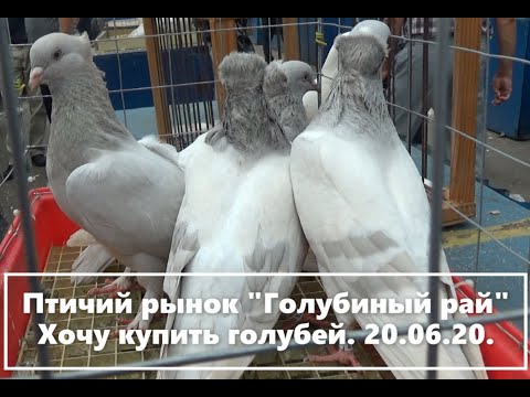 Видео: ПТИЧИЙ РЫНОК  "ГОЛУБИНЫЙ РАЙ" ТК «Садовод» в Москве