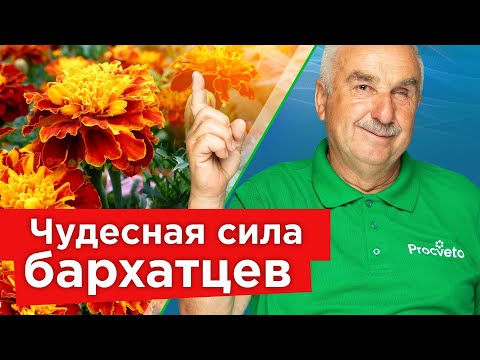 Видео: ДАЖЕ НЕ ДУМАЙТЕ ВЫБРАСЫВАТЬ БАРХАТЦЫ! Сделайте с ними это сейчас, и весной результат вас поразит